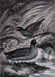 Coot and Moorhen